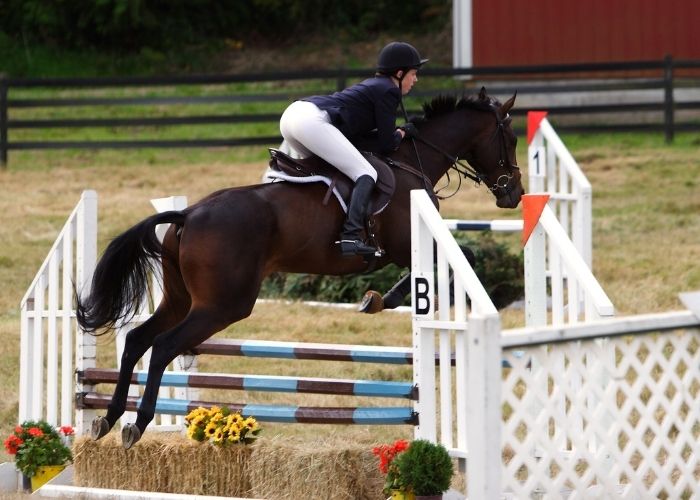  What are the different types of horse jumping