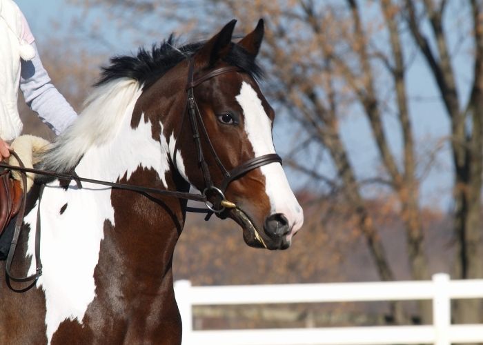  What makes an Oldenburg horse