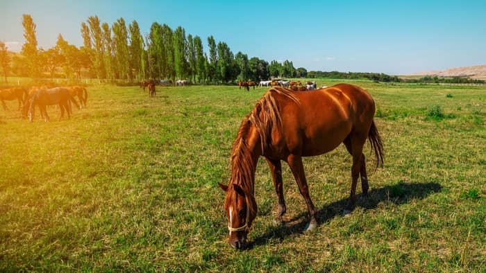  How much does a liter of horse sperm cost?