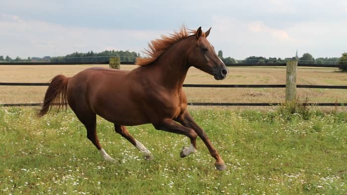  What horse is native to the Netherlands?