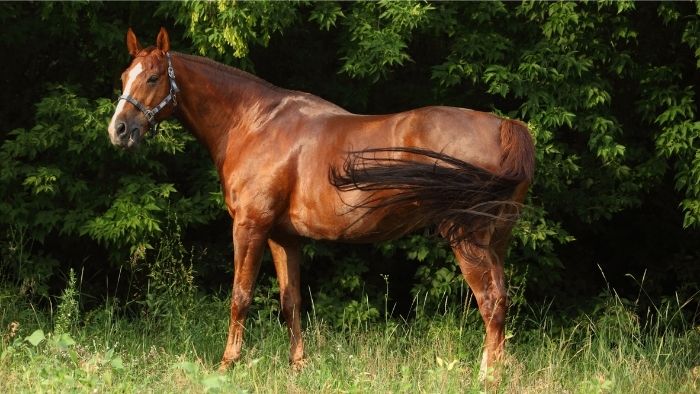  Are Hanoverian horses good for beginners?