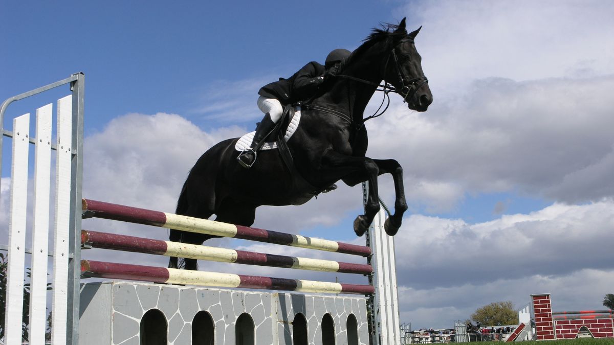 Best Jumping Horses In The World
