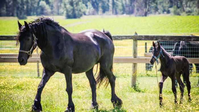  Can cloned horses reproduce?