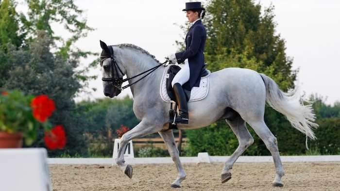  Do the riders train the horses for dressage?