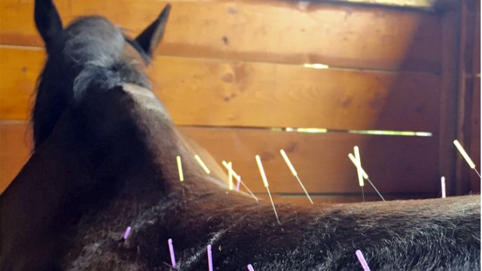  How do you treat a horse with back pain?