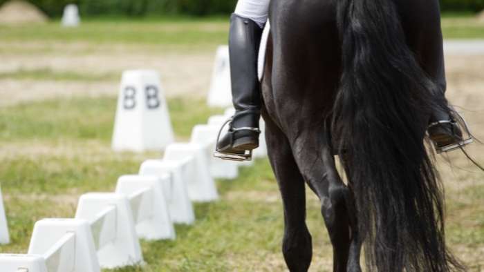  Is dressage painful for horses?