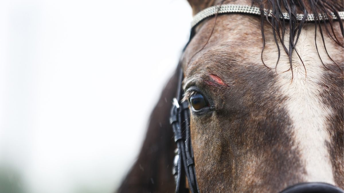 Horse Wounds Pictures