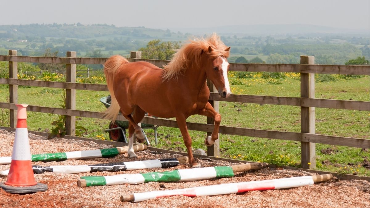 Schooling Exercises For Green Horses