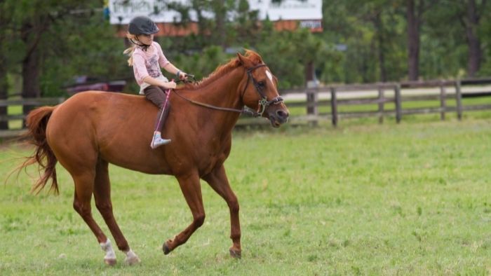  What are the 4 gaits of a horse?