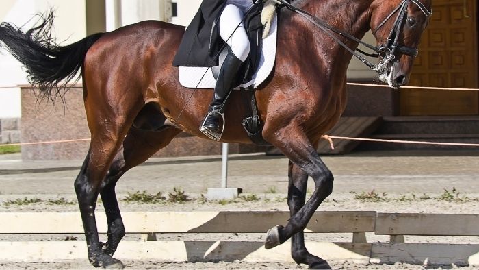  What is the point of dressage horses?