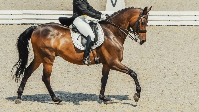  Why do horses drool in dressage?