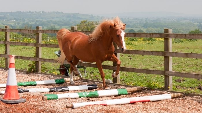  fun ground pole exercises for horses